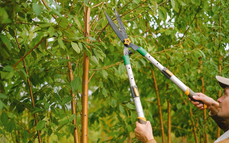 Tree trimming in Wellsburg, WV